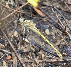 Crenigomphus hartmanni