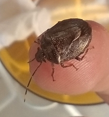 Antiteuchus tripterus