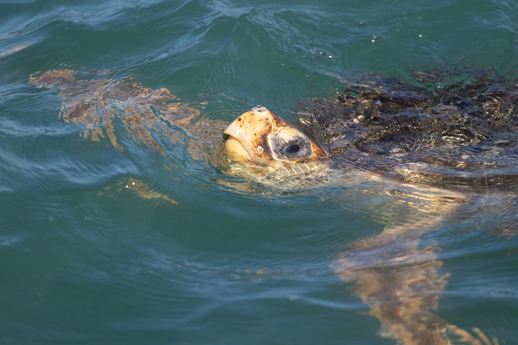 Photograph of Caretta caretta
