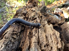 Batrachoseps gavilanensis