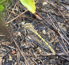 Crenigomphus hartmanni