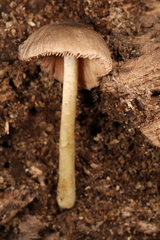 Pluteus deceptivus