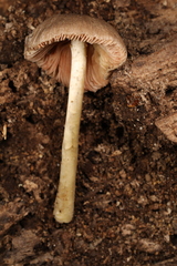 Pluteus deceptivus