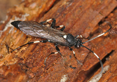 Stenichneumon militarius