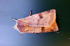 Cerastis faceta