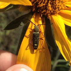 Ochraethes sulphurifer