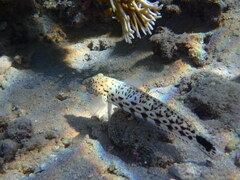 Parapercis hexophtalma