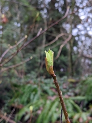 Oemleria cerasiformis