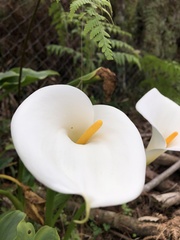 Zantedeschia aethiopica