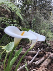 Zantedeschia aethiopica