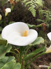 Zantedeschia aethiopica