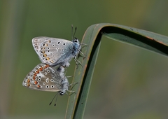 Polyommatus celina
