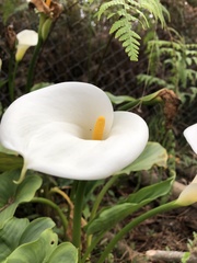 Zantedeschia aethiopica