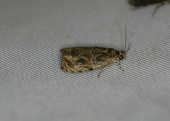 Olethreutes furfuranum