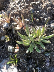 Dudleya abramsii bettinae