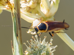 Pseudomops neglectus