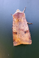 Cerastis faceta