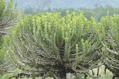 Euphorbia cooperi