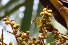 Euphonia gouldi
