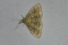 Crocidophora serratissimalis