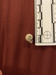 Planorbella campanulata