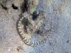 Corythoichthys flavofasciatus