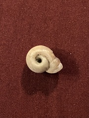 Planorbella campanulata