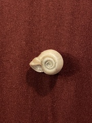 Planorbella campanulata