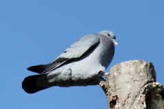 Columba oenas