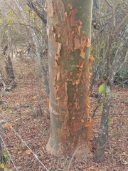 Bursera simaruba
