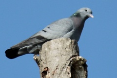 Columba oenas