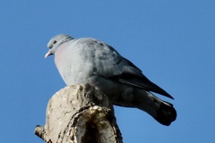 Columba oenas
