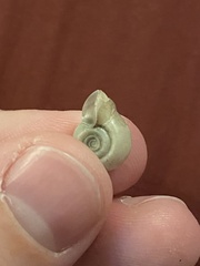 Planorbella campanulata