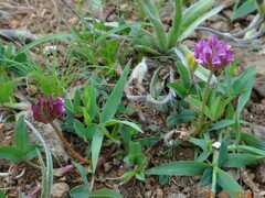 Trifolium burchellianum