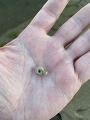 Planorbella campanulata