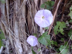 Ipomoea mitchelliae