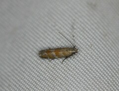 Battaristis vittella