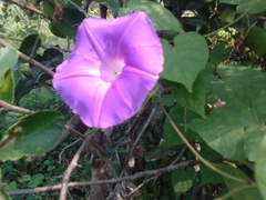 Ipomoea mitchelliae