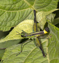 Eumastacini