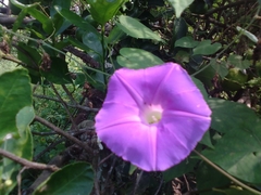 Ipomoea mitchelliae