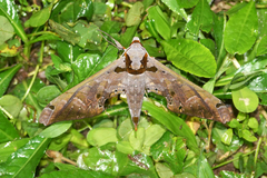Adhemarius tigrina