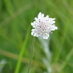 Scabiosa