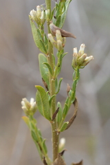 Baccharis linearis
