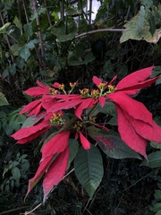 Euphorbia pulcherrima