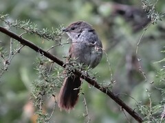 Bradypterus barratti