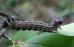 Acronicta radcliffei