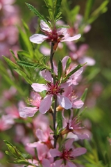 Prunus tenella