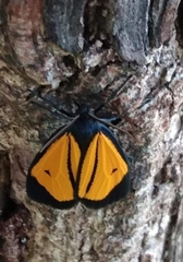 Paratype univitta