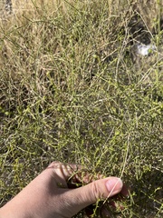 Ambrosia salsola