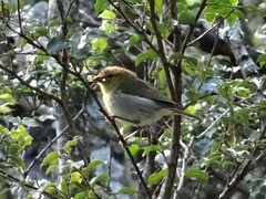 Phylloscopus ruficapilla